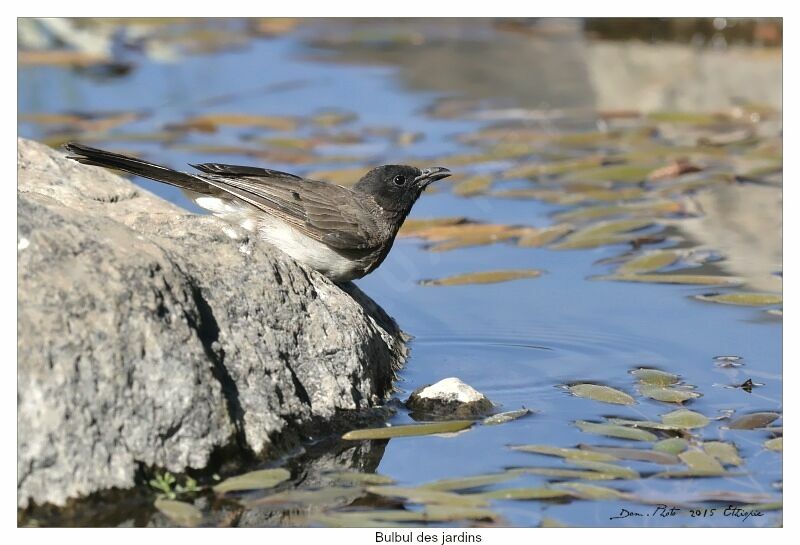 Common Bulbul