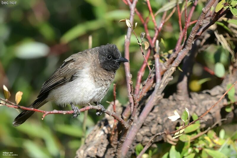 Common Bulbul