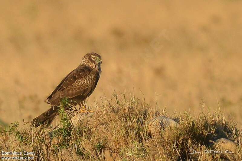 Montagu's Harrier female adult, identification