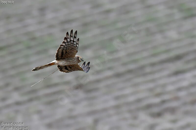 Montagu's Harrier female, Flight, Reproduction-nesting