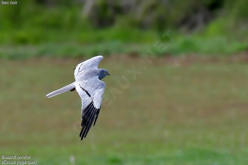 Montagu's Harrier male