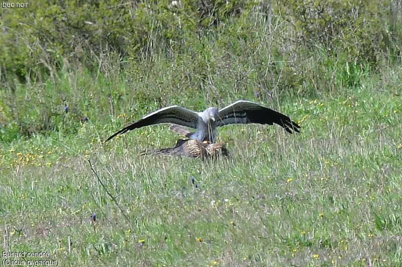 Montagu's Harrieradult, mating.