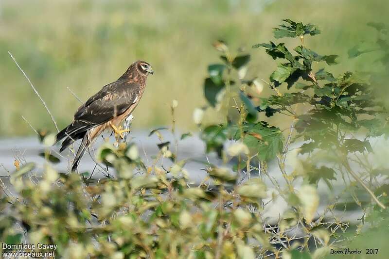 Northern HarrierFirst year, identification