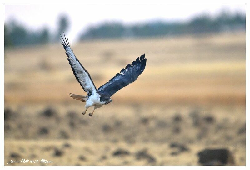 Augur Buzzard