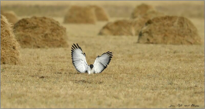 Augur Buzzard