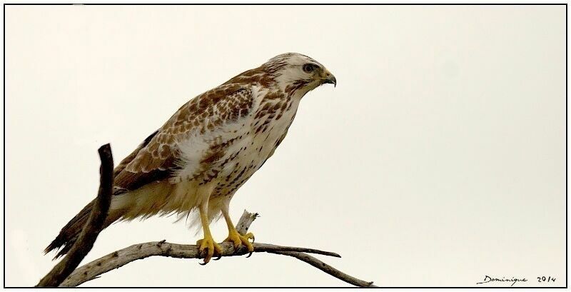 Common Buzzard