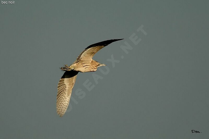 Eurasian Bittern