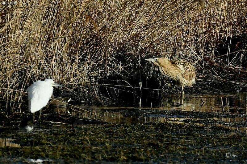 Eurasian Bittern