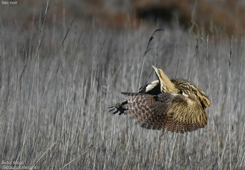 Eurasian Bittern