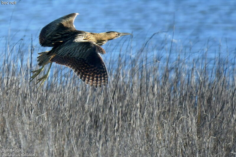 Eurasian Bittern