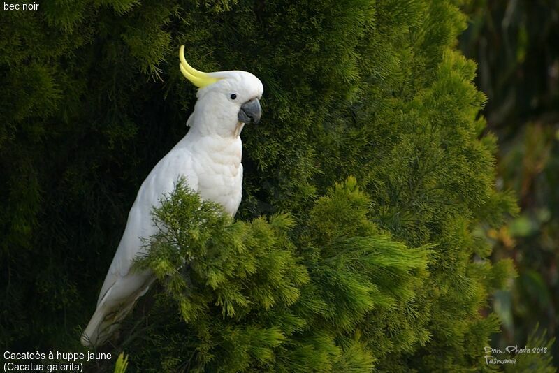 Cacatoès à huppe jaune