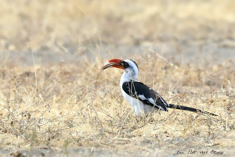 Von der Decken's Hornbill