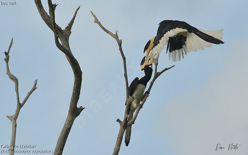 Malabar Pied Hornbill