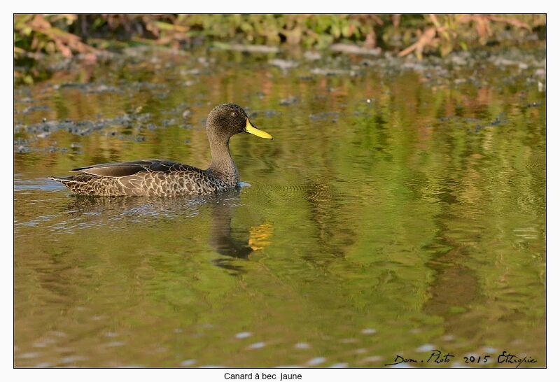 Canard à bec jaune