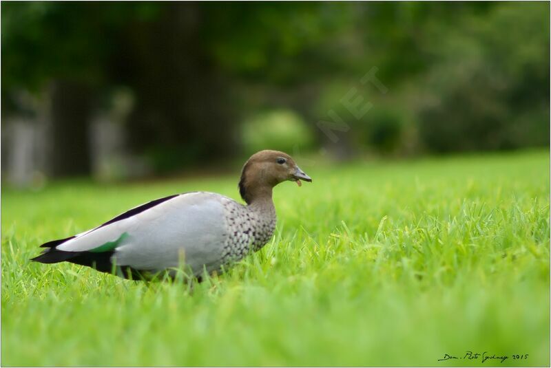 Canard à crinière