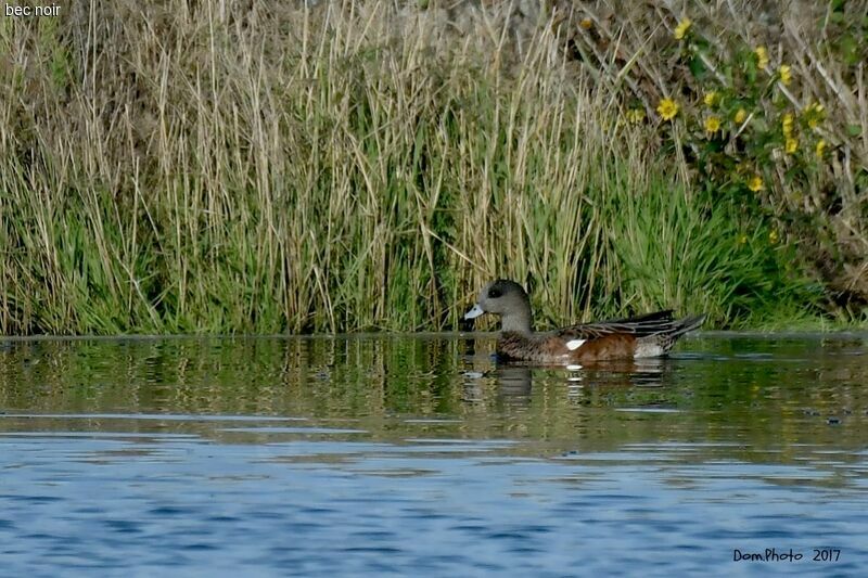 American Wigeon