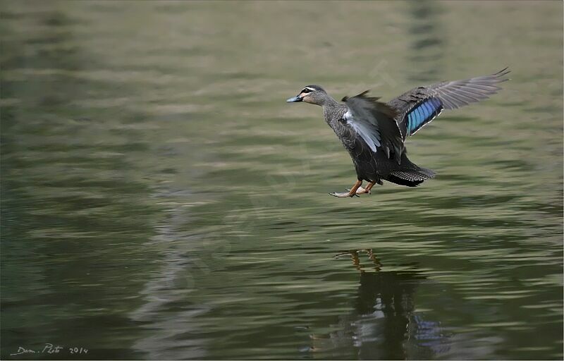 Pacific Black Duck