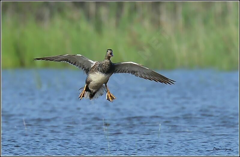 Gadwall