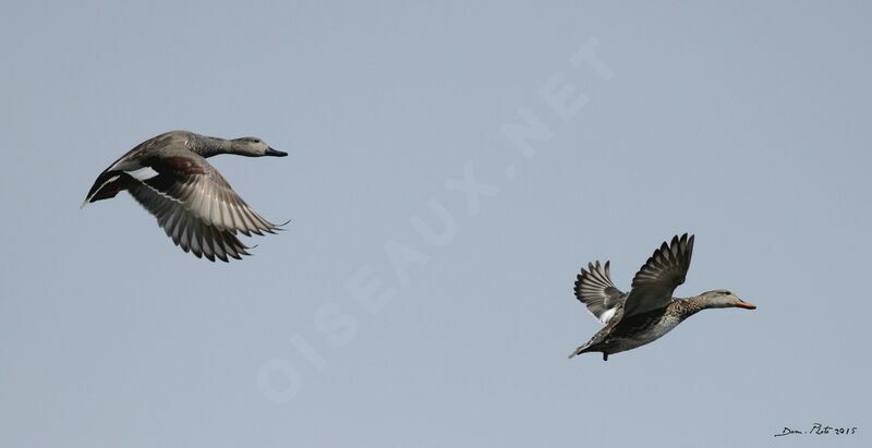 Gadwall