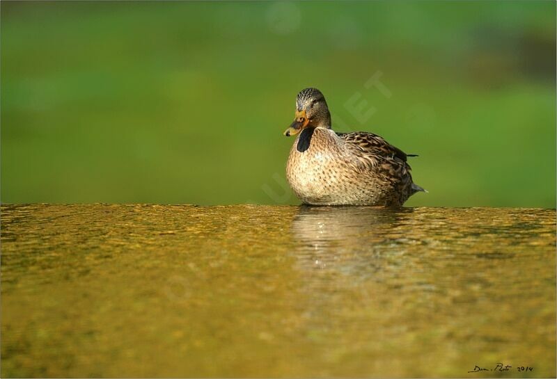 Mallard