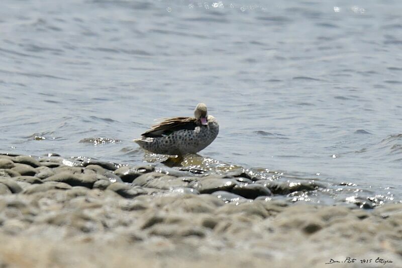 Canard du Cap