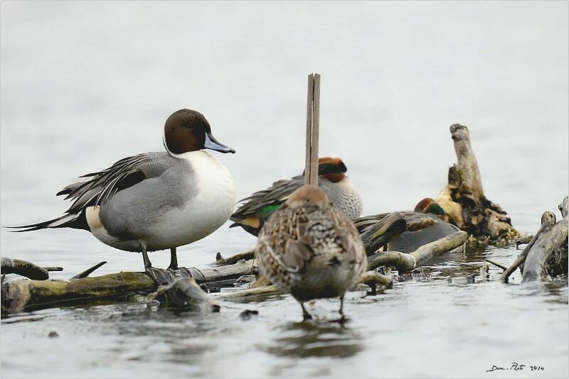 Northern Pintail male