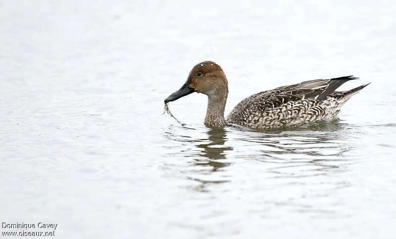 Northern Pintail female, feeding habits, fishing/hunting