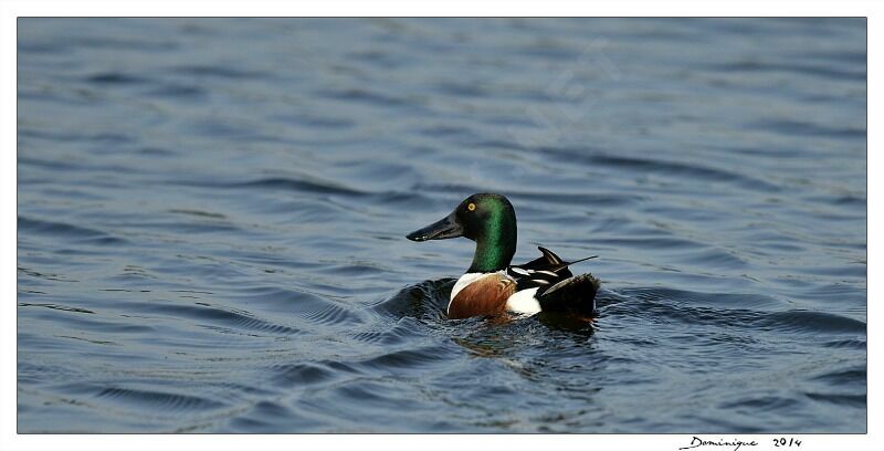 Canard souchet mâle