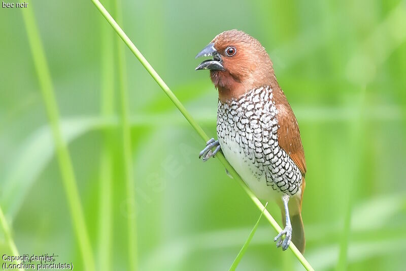 Scaly-breasted Munia