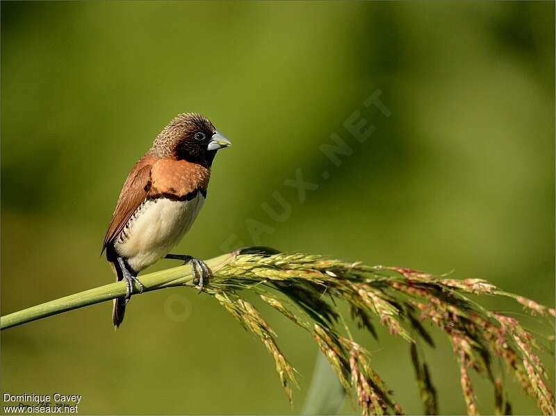 Chestnut-breasted Mannikinadult, identification