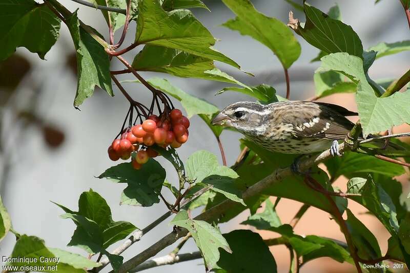 Rose-breasted Grosbeak, habitat