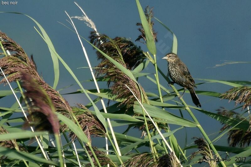 Red-winged Blackbird female