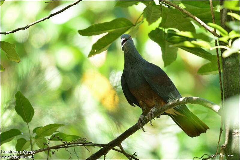 Goliath Imperial Pigeonadult, identification