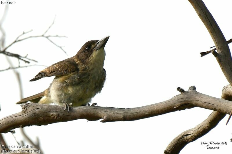 Grey Butcherbird