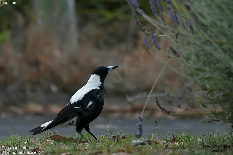 Australian Magpie