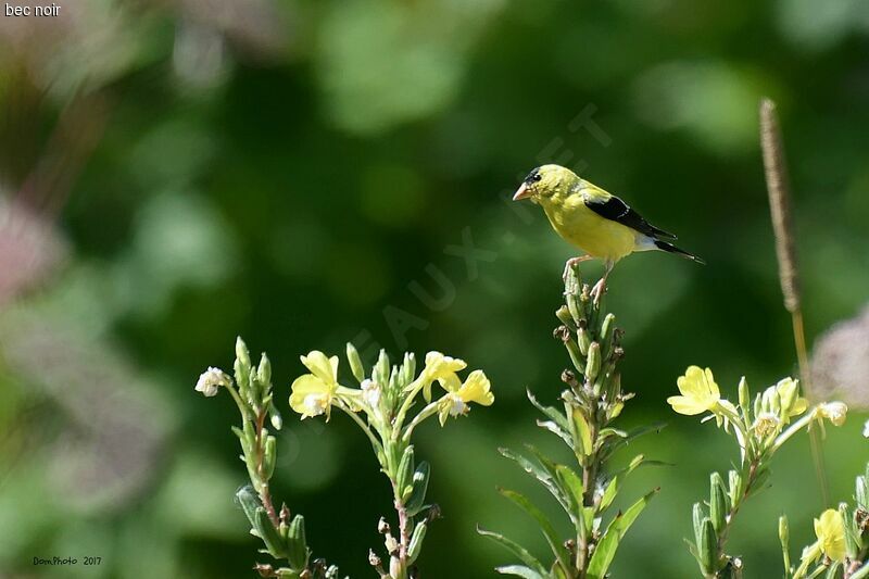 Chardonneret jaune