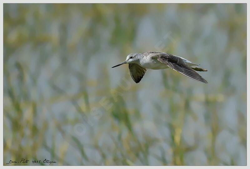 Common Greenshank