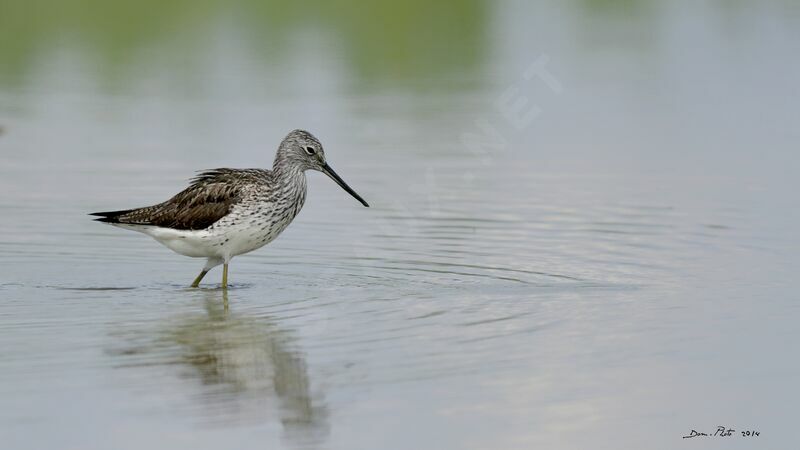 Common Greenshank