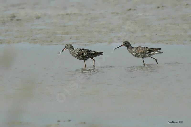 Spotted Redshank