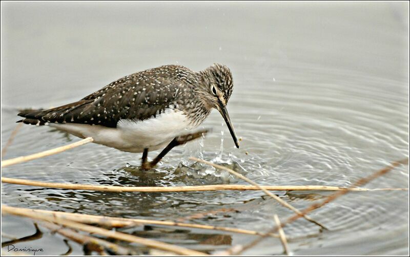 Green Sandpiper