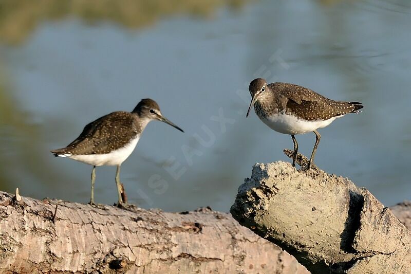 Green Sandpiper