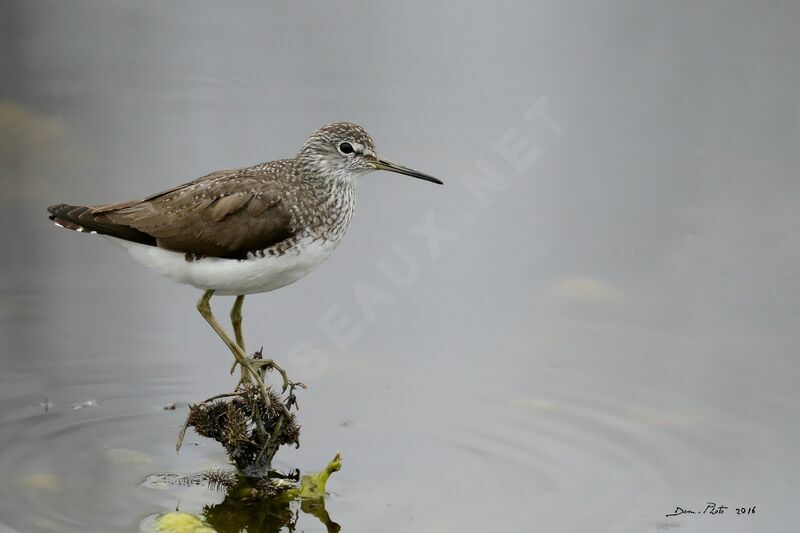 Green Sandpiper