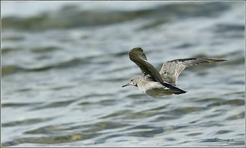 Wandering Tattler