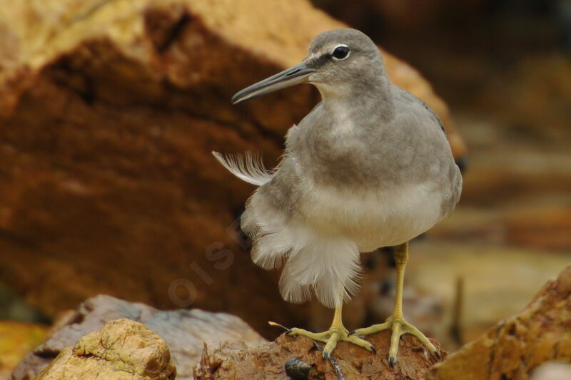 Wandering Tattler