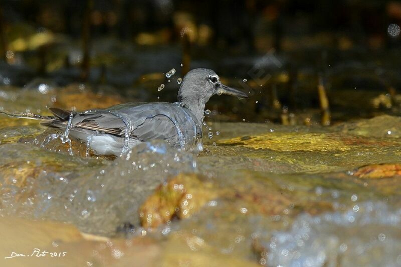 Wandering Tattler