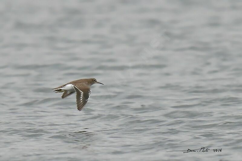 Common Sandpiper