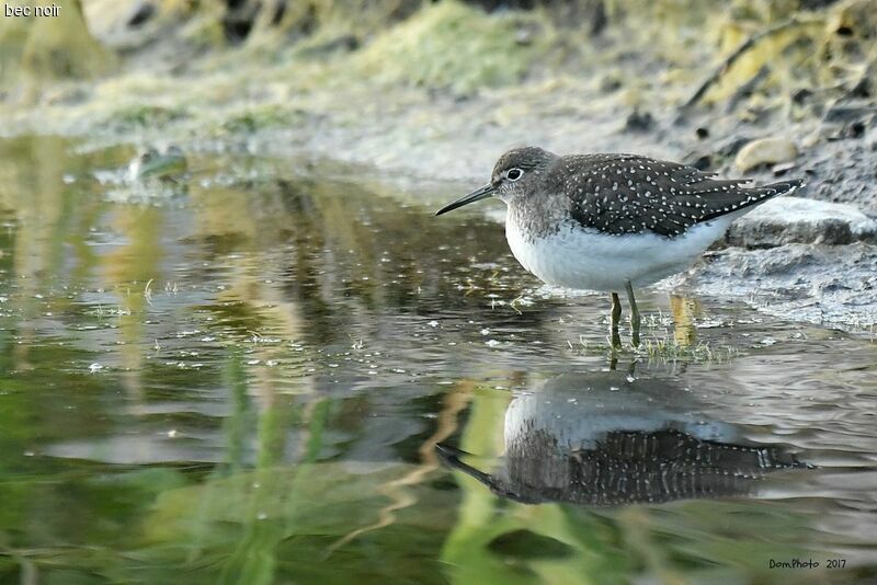 Solitary Sandpiper