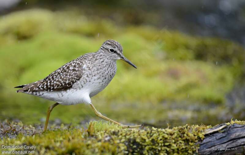 Wood Sandpiperadult breeding, identification