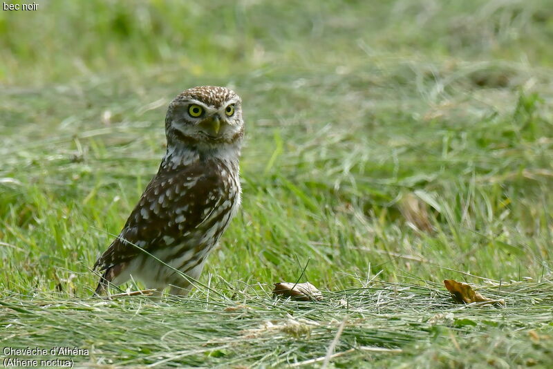 Little Owl