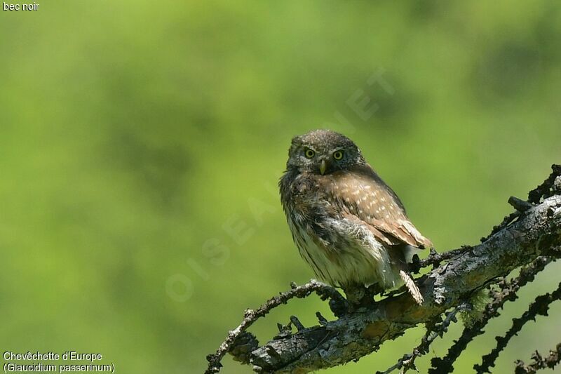 Eurasian Pygmy Owl